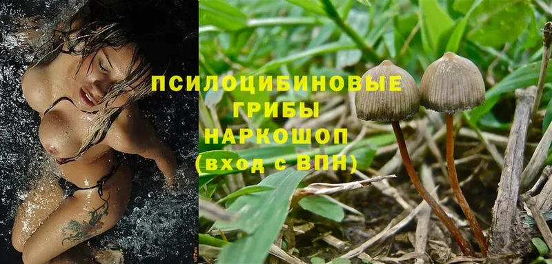 Псилоцибиновые грибы Magic Shrooms  Калтан 